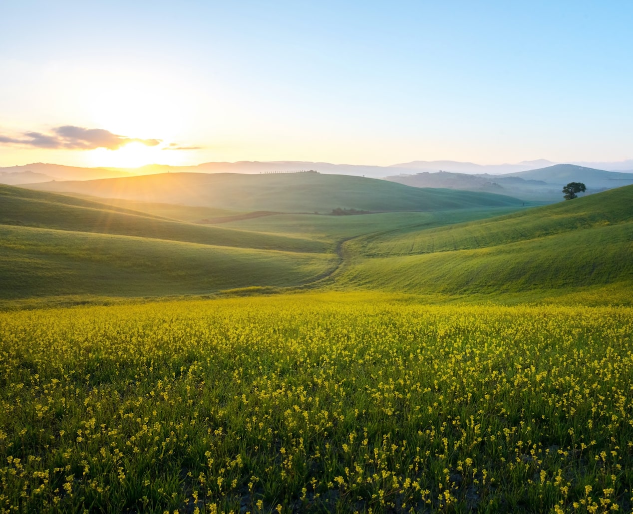 Wide View of Rolling Grass Hills