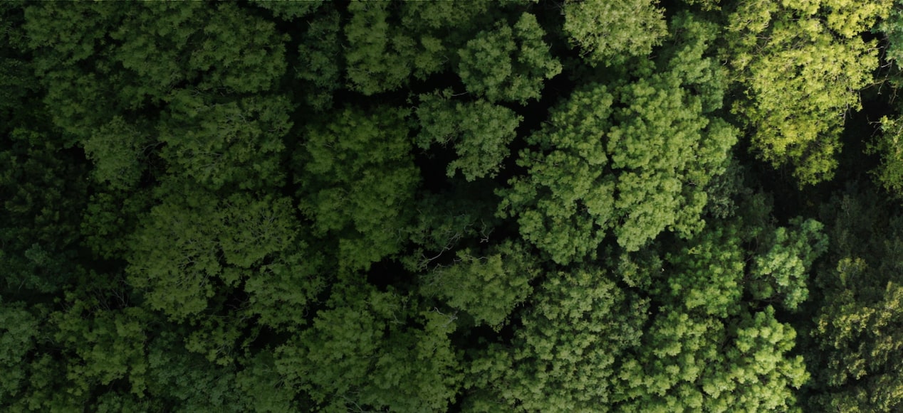 Birds Eye View of Woodland Tree Tops Masthead